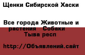 Щенки Сибирской Хаски - Все города Животные и растения » Собаки   . Тыва респ.